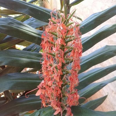 Hedychium coccineum — flower