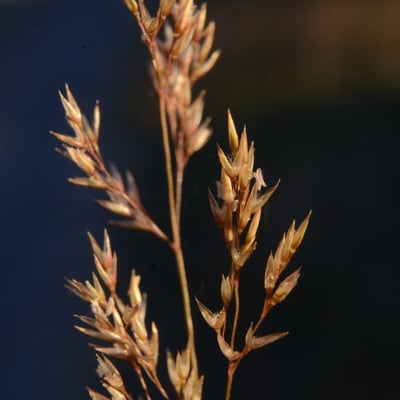 Agrostis canina — flower