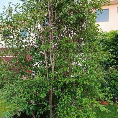 Eugenia florida — habit