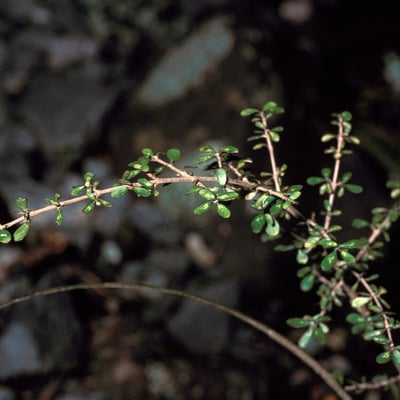 Coprosma pseudocuneata — bark