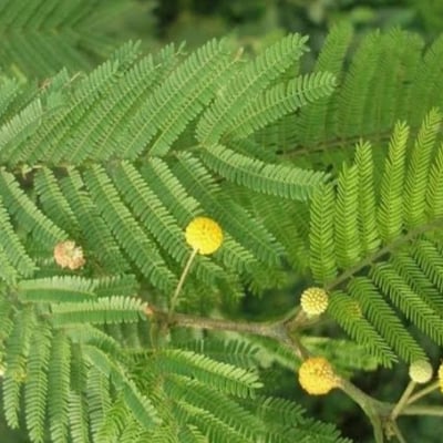 Vachellia macracantha — flower