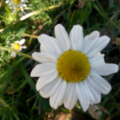 Anthemis cotula — flower