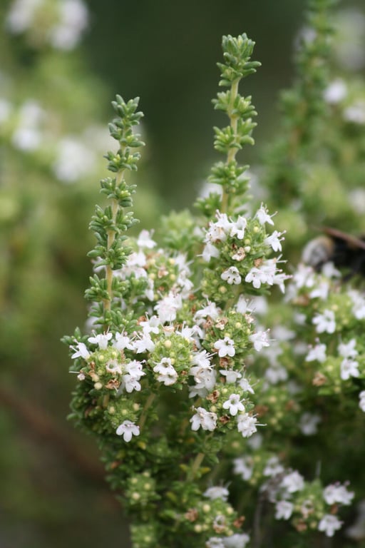 Thymus carnosus