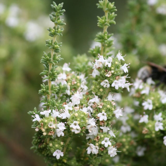 Thymus carnosus