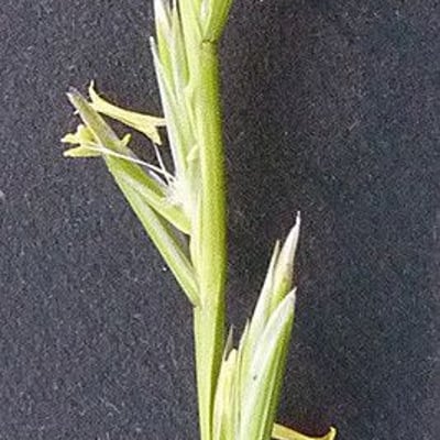 Lolium rigidum — flower
