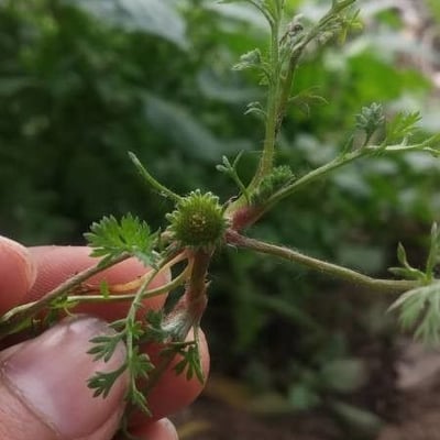 Cotula australis — flower