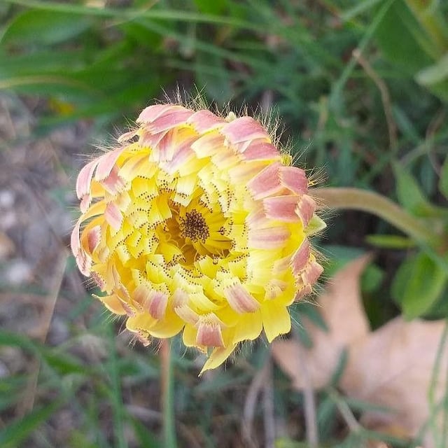 Urospermum dalechampii — flower