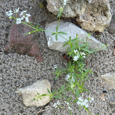 Galium elongatum — flower