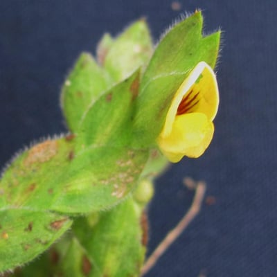 Zornia reticulata — flower