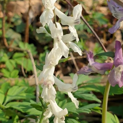 Corydalis cava — flower