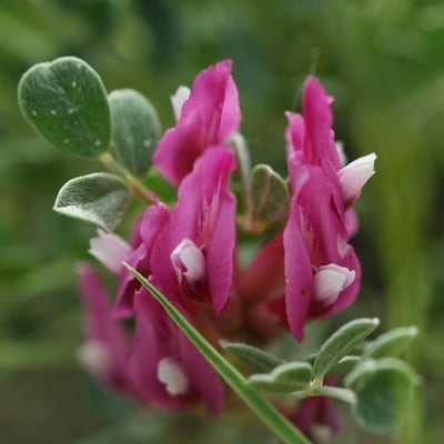 Astragalus incanus — flower
