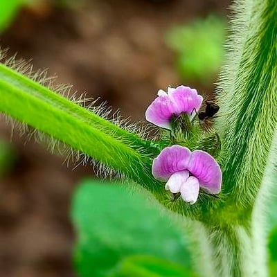 Glycine max — flower