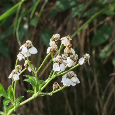 Achillea macrophylla — flower