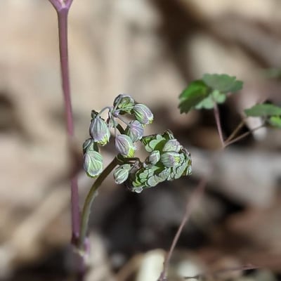 Thalictrum dioicum — flower