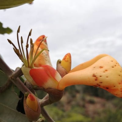 Erythrina fusca — flower