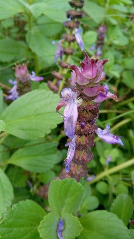 Cuban-oregano