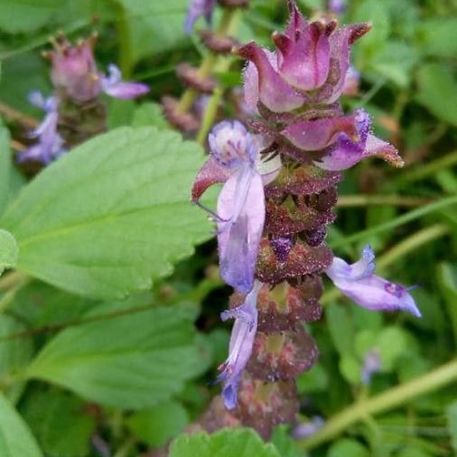 Cuban-oregano