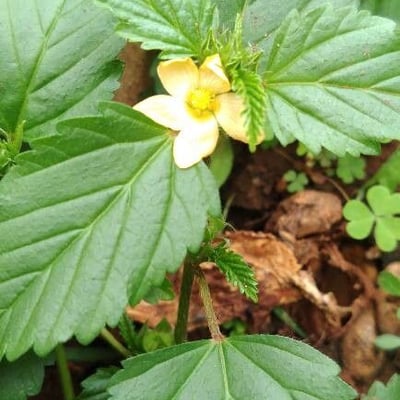 Malvastrum coromandelianum — flower