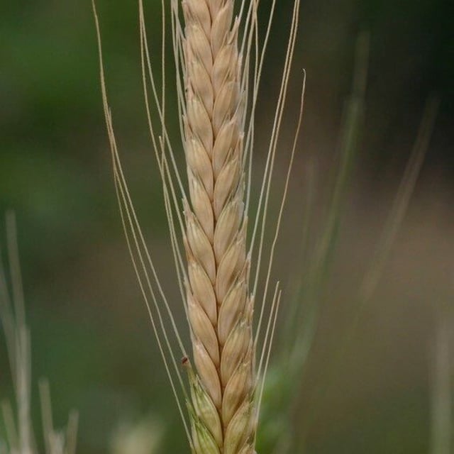 Triticum monococcum — flower