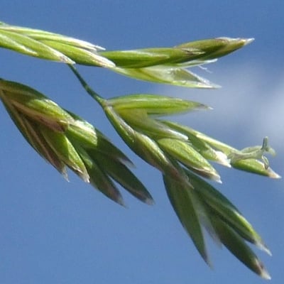 Poa chaixii — flower