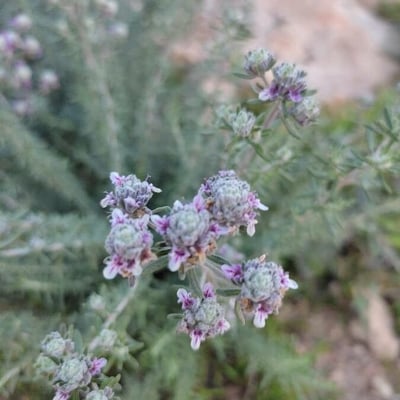 Teucrium capitatum — flower