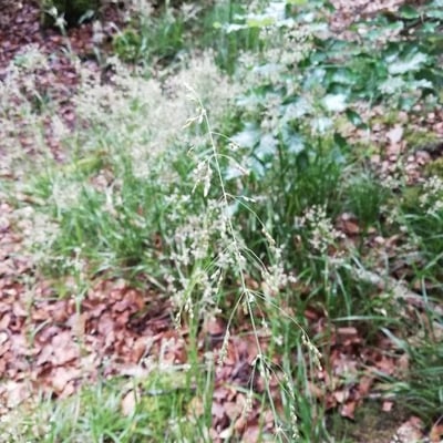 Milium effusum — flower