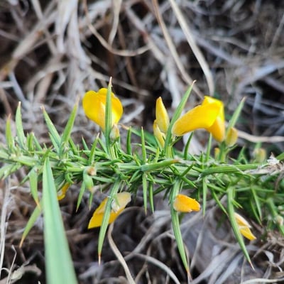 Ulex gallii — flower