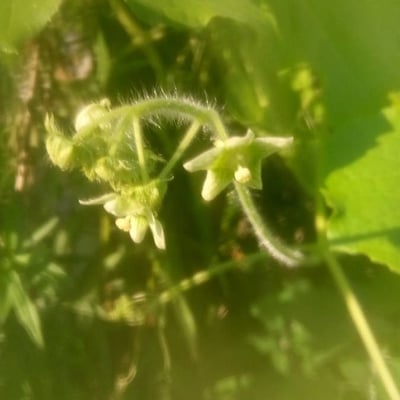 Sicyos angulatus — flower