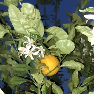 Citrus medica — flower