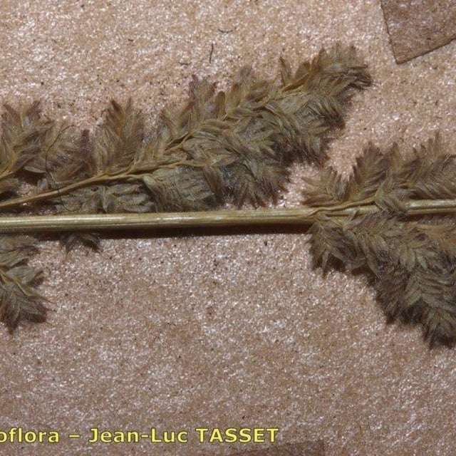 Eragrostis ciliaris