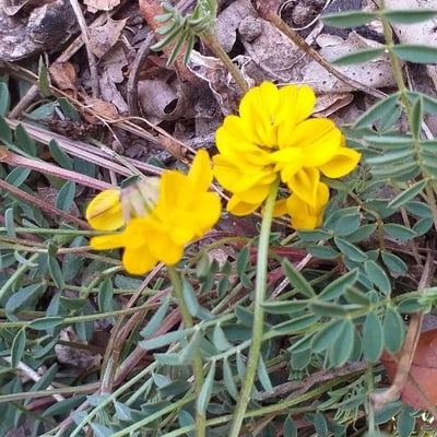 Hippocrepis comosa — flower