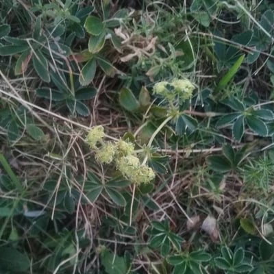 Alchemilla alpina — flower