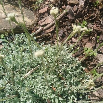 Antennaria alpina — flower