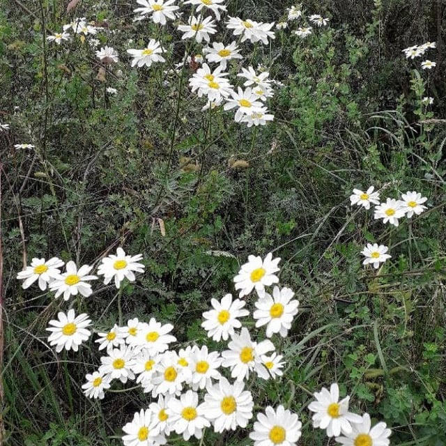 Tanacetum corymbosum — flower