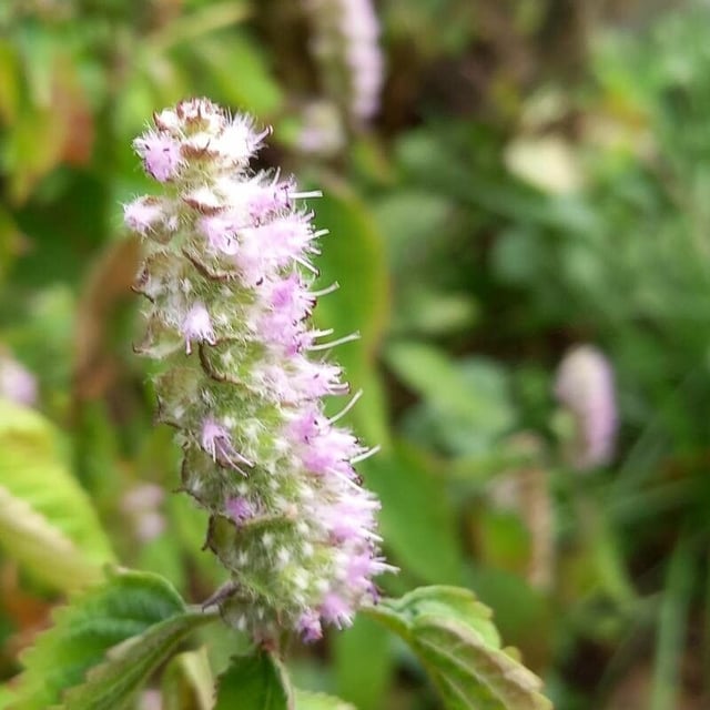 Spiraea tomentosa — flower