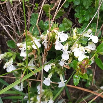 Teucrium pyrenaicum — flower
