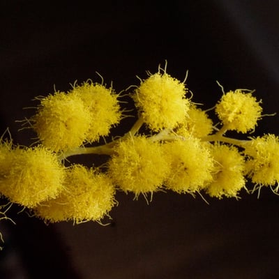 Acacia dealbata — flower