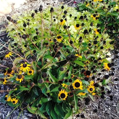 Rudbeckia triloba — flower