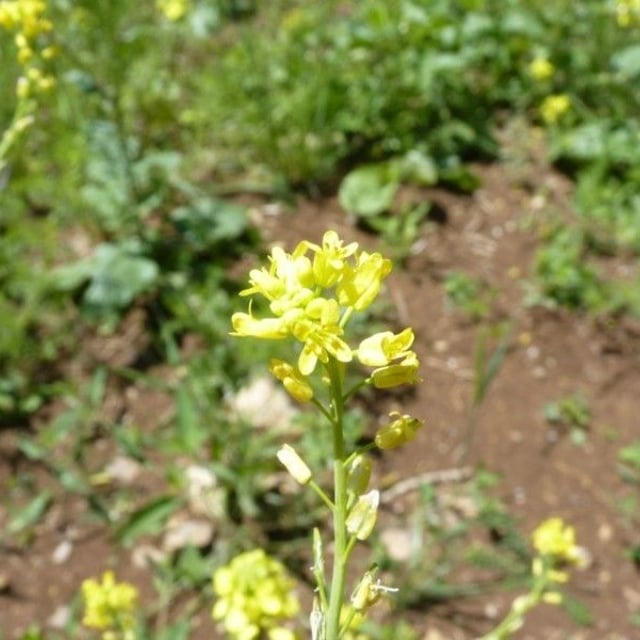 Myagrum perfoliatum — flower