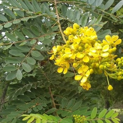 Senna siamea — flower