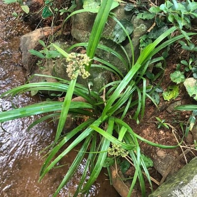 Sphaeranthus indicus — flower