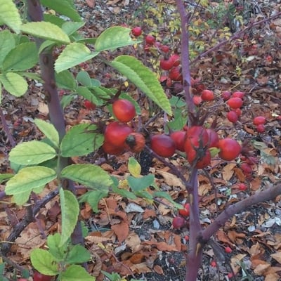 Rosa caesia — fruit