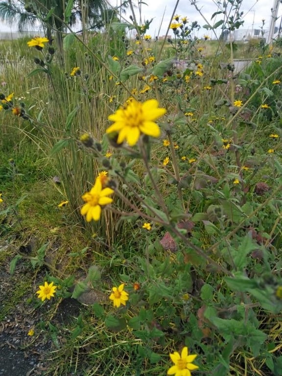 Woodland aspilia