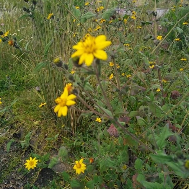 Woodland aspilia