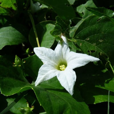 Coccinia grandis — flower