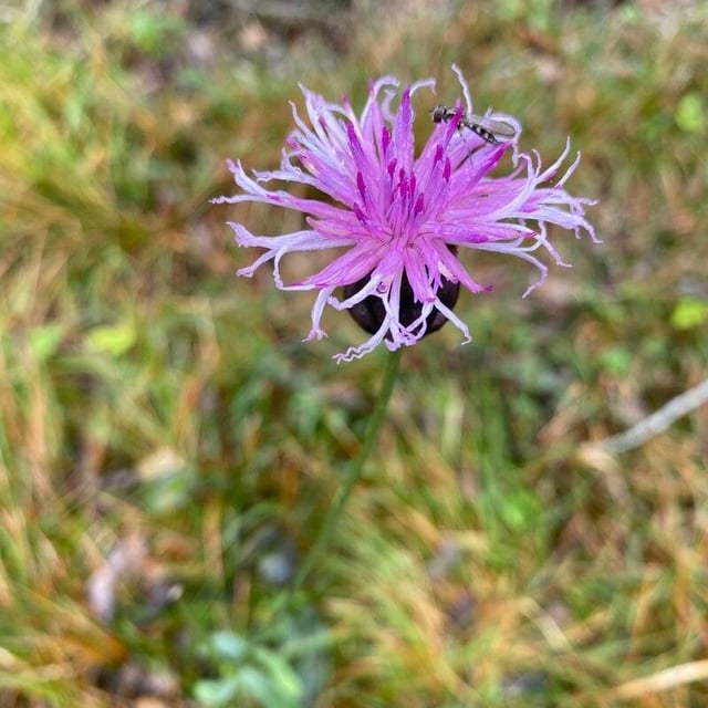 Serratula tinctoria — flower