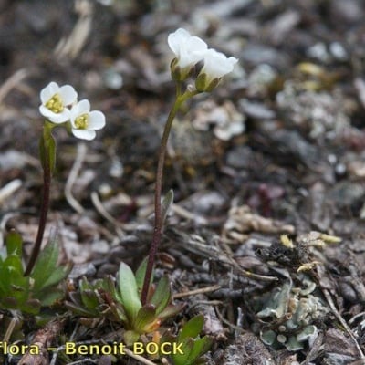 Draba fladnizensis — habit