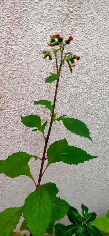 Lilac tasselflower