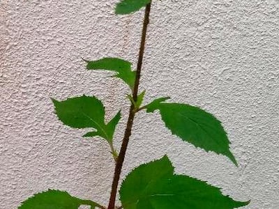Lilac tasselflower