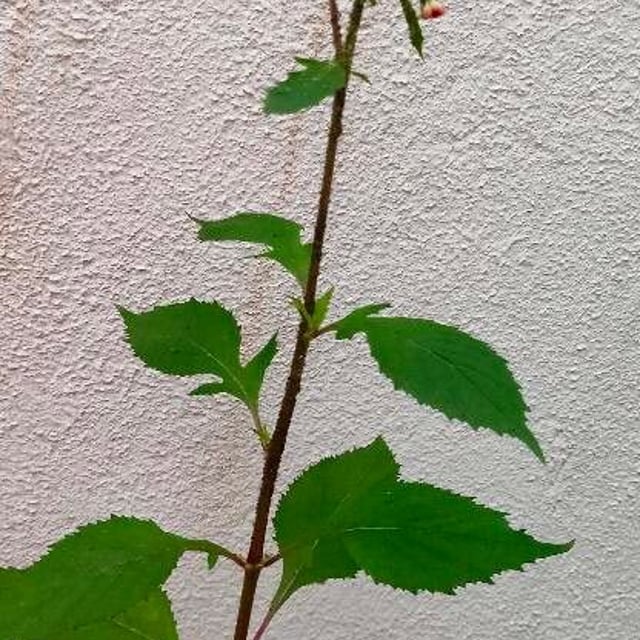 Emilia sonchifolia — flower